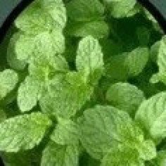 Pepermint